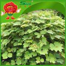 Natural kudzu root with Favorable price best quality